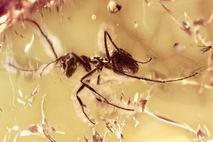 Detailed Fossil Ant (Formicidae) In Baltic Amber #315366